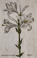 unbekannt - Weiße Lilien - o.J. - Kupferstich