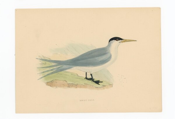 unbekannt - Swift Tern - o.J. - kolorierter Stahlstich
