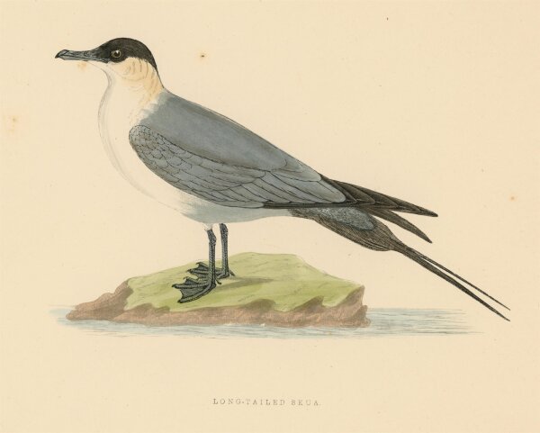unbekannt - Long Tailed Skua - o.J. - kolorierter Stahlstich