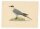 unbekannt - Long Tailed Skua - o.J. - kolorierter Stahlstich