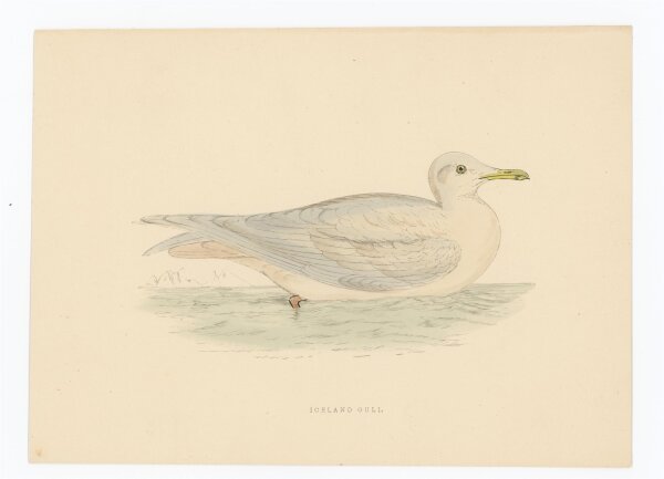 unbekannt - Iceland Gull - o.J. - kolorierter Stahlstich