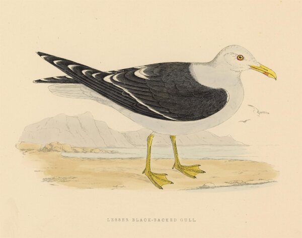unbekannt - Lesser Black Backed Gull - o.J. - kolorierter Stahlstich