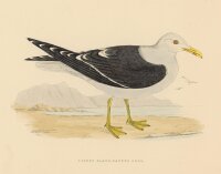 unbekannt - Lesser Black Backed Gull - o.J. - kolorierter...
