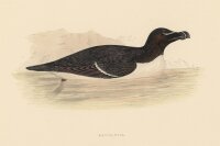 unbekannt - Razor Bill - o.J. - kolorierter Stahlstich