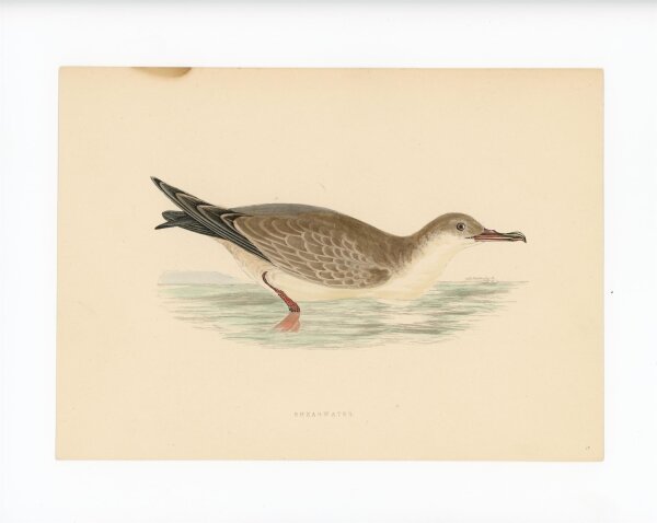 unbekannt - Shearwater - o.J, - kolorierter Stahlstich