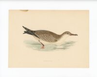 unbekannt - Shearwater - o.J, - kolorierter Stahlstich