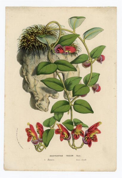 unbekannt - Aeschynanthus Tricolor - o.J. - Offsetlithographie