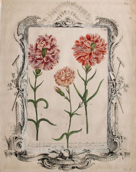 unbekannt - Nelken - o.J. - Kupferstich, handcoloriert