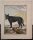 C. F. Fritzsch - Loup noir - o.J. - Kupferstich coloriert