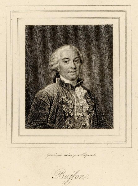 unbekannt - Portrait Georges-Louis Leclerc de Buffon - Kupferstich - o.J.