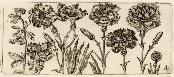 nach Cochim - Tafel mit horizontaler Blumenreihe - Kupferstich - o.J.