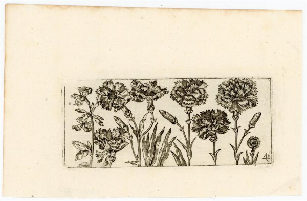 nach Cochim - Tafel mit horizontaler Blumenreihe - Kupferstich - o.J.