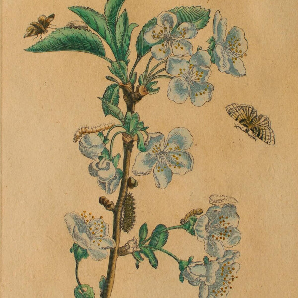Maria Sibylla Merian nach - Cerissier fleuri (Blütenkirsche) - o.J. - Kupferstich in altem Kolorit