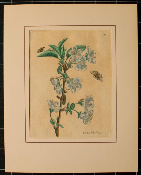 Maria Sibylla Merian nach - Cerissier fleuri (Blütenkirsche) - o.J. - Kupferstich in altem Kolorit