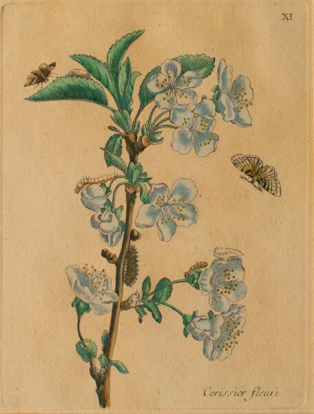 Maria Sibylla Merian nach - Cerissier fleuri (Blütenkirsche) - o.J. - Kupferstich in altem Kolorit