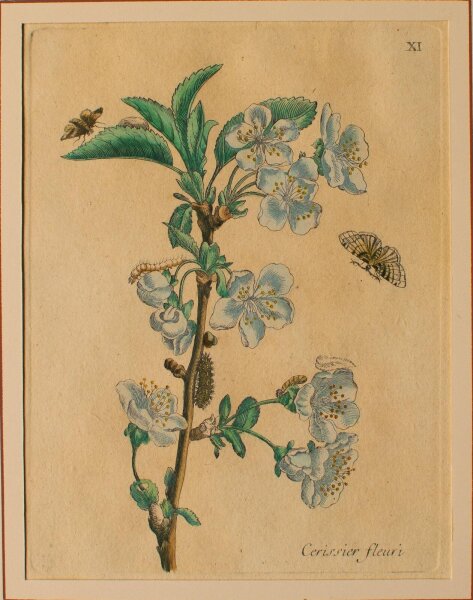 Maria Sibylla Merian nach - Cerissier fleuri (Blütenkirsche) - o.J. - Kupferstich in altem Kolorit