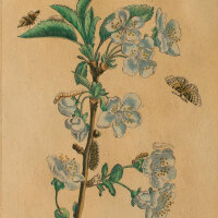 Maria Sibylla Merian nach - Cerissier fleuri...