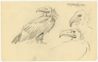 unbekannt - Wollkopfgeier - Bleistiftzeichnung - o.J.