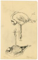 unbekannt - Schlafender Flamingo - Bleistiftzeichnung - o.J.