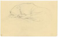 unbekannt - Liegende Raubkatze - Bleistiftzeichnung - o.J.