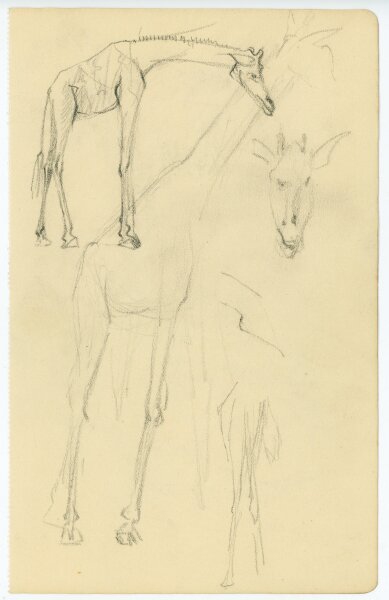 unbekannt - Giraffe - Bleistiftzeichnung - o.J.