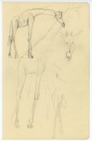 unbekannt - Giraffe - Bleistiftzeichnung - o.J.