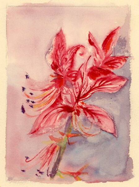 unbekannt - Lilie - Aquarell - o.J