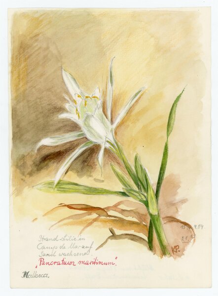 unbekannt - Strandlilie auf Camp de Mar - Aquarell mit Bleistift - 1984