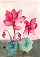 unbekannt - Blume - Aquarell - o.J.