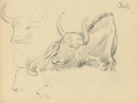 unbekannt - Yak - Bleistiftzeichnung - o.J.
