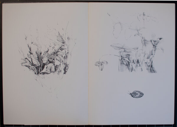 Jochen Schimmelpenning - Kozepte 30/81 - 1981 - Druckgrafik