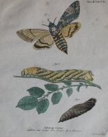 Johann Friedrich Volckart - Totenkopfschwärmer...