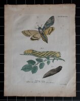 Johann Friedrich Volckart - Totenkopfschwärmer...