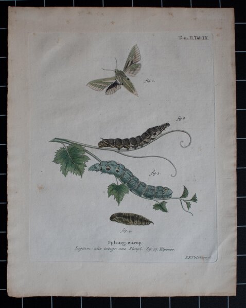 Johann Friedrich Volckart - Mittlerer Weinschwärmer (Elpenor) Tab IX - o.J. - Kupferstich