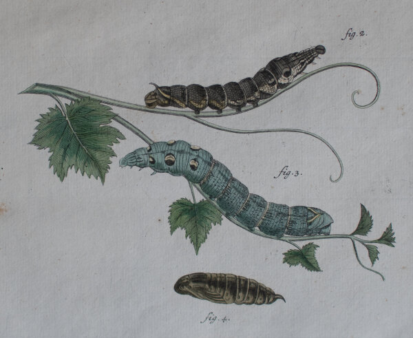 Johann Friedrich Volckart - Mittlerer Weinschwärmer (Elpenor) Tab IX - o.J. - Kupferstich