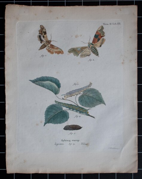 Johann Friedrich Volckart - Lindenschwärmer (Tiliae) Tab III - o.J. - Kupferstich