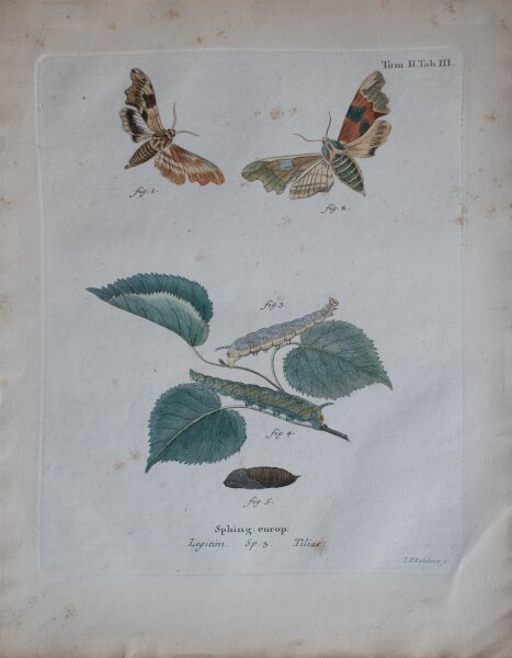 Johann Friedrich Volckart - Lindenschwärmer (Tiliae) Tab III - o.J. - Kupferstich