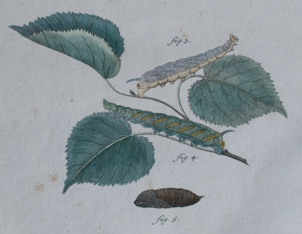 Johann Friedrich Volckart - Lindenschwärmer (Tiliae) Tab III - o.J. - Kupferstich