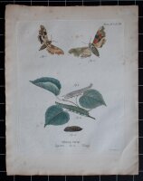 Johann Friedrich Volckart - Lindenschwärmer (Tiliae)...