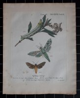 Johann Georg Sturm - Oleanderschwärmer Mittlerer...