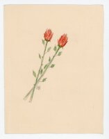 Unbekannt - Geburtstagskarte - 1951 - Buntstiftzeichnung