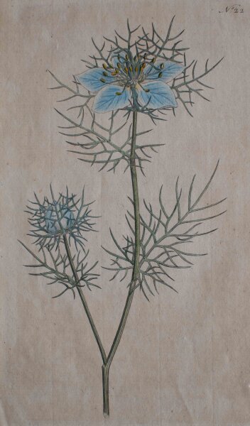 Unbekannt - Jungfer im Grünen/ Nigella damascena - o.J. - Kupferstich