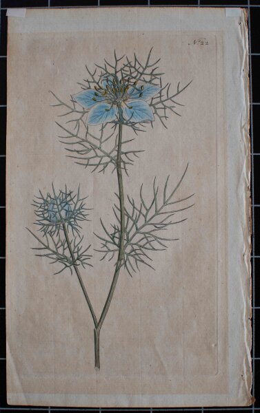 Unbekannt - Jungfer im Grünen/ Nigella damascena - o.J. - Kupferstich