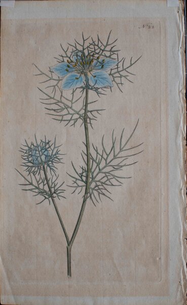 Unbekannt - Jungfer im Grünen/ Nigella damascena - o.J. - Kupferstich