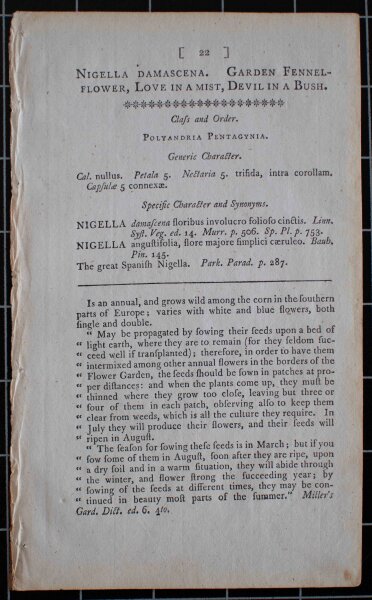 Unbekannt - Jungfer im Grünen/ Nigella damascena - o.J. - Kupferstich