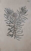 Unbekannt - Zuckerbusch/ Protea Scolymus - 1803 -