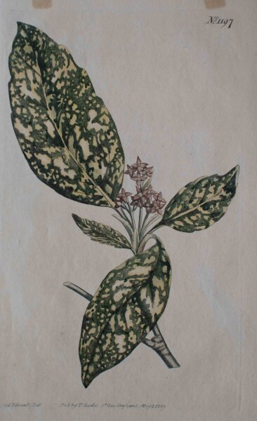 Unbekannt - Akube/ Acuba Japonica - 1809 -