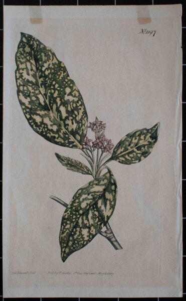 Unbekannt - Akube/ Acuba Japonica - 1809 -