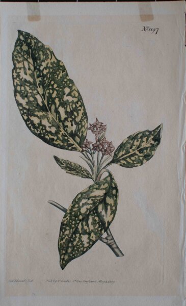 Unbekannt - Akube/ Acuba Japonica - 1809 -