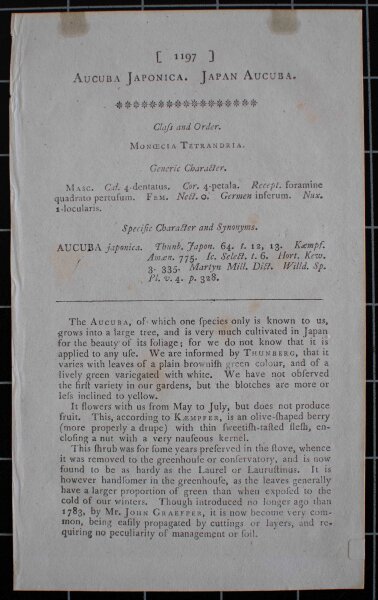 Unbekannt - Akube/ Acuba Japonica - 1809 -